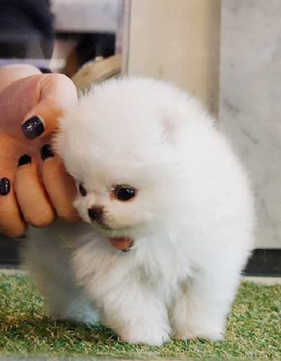 포메라니안 분양