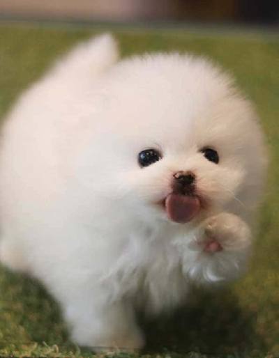 포메라니안 분양