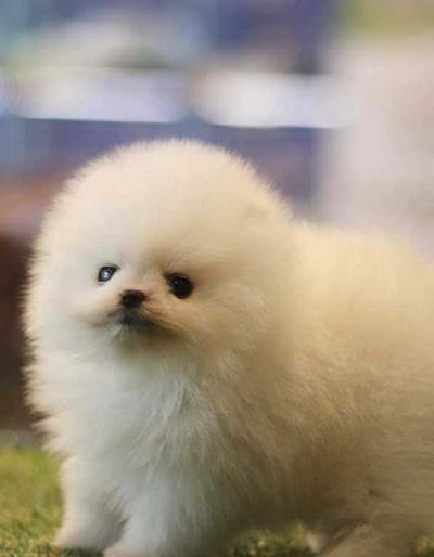 포메라니안 분양