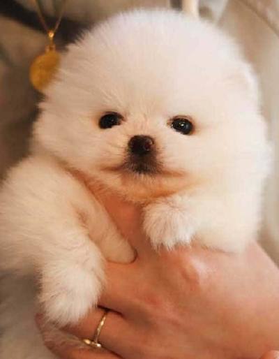 포메라니안 분양