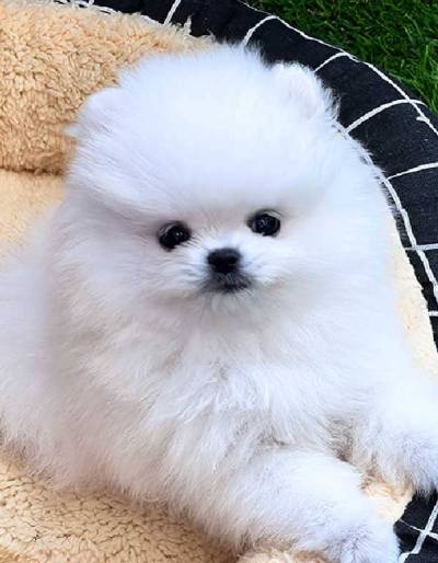 포메라니안 분양