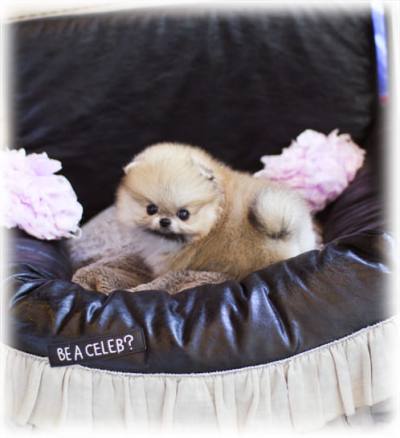 포메라니안 분양