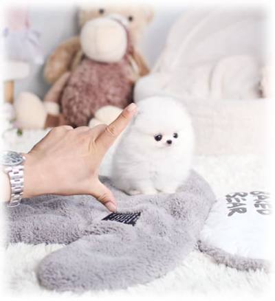 포메라니안 분양