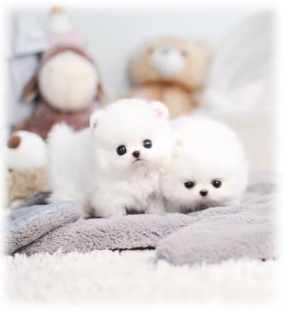 포메라니안 분양