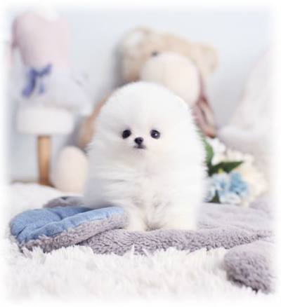 포메라니안 분양