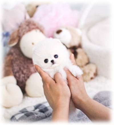 포메라니안 분양