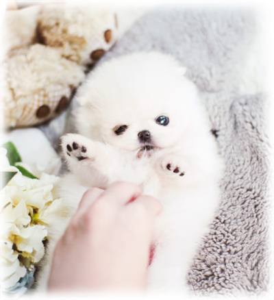 포메라니안 분양