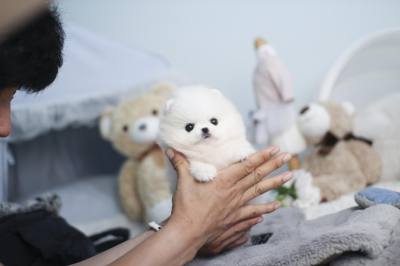 화이트 포메라니안 분양