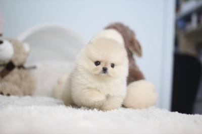 크림 포메라니안 분양