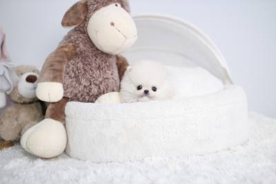 화이트 포메라니안 분양