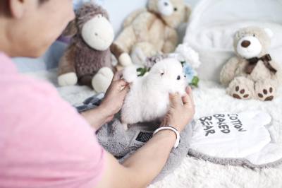 화이트 포메라니안 분양