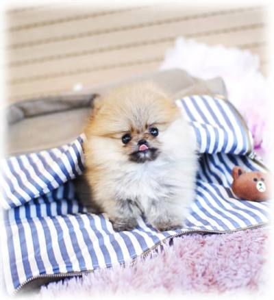 포메라니안 분양