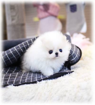 포메라니안 분양