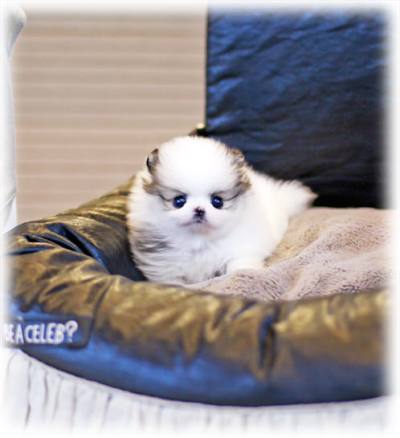 포메라니안 분양