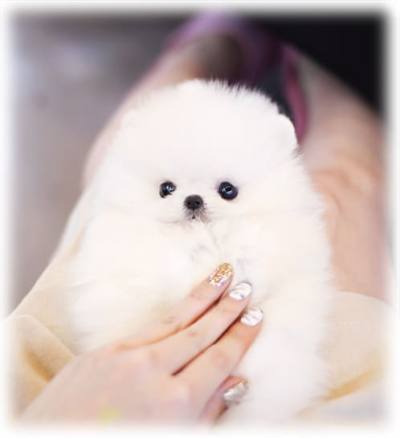 포메라니안 분양