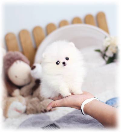 포메라니안 분양