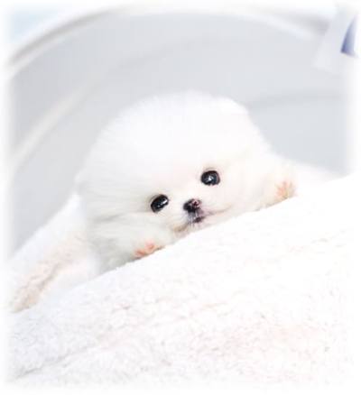 화이트 포메라니안 분양