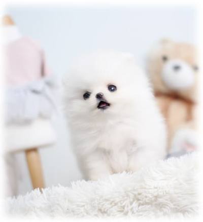 포메라니안 분양