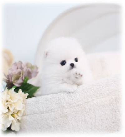 포메라니안 분양