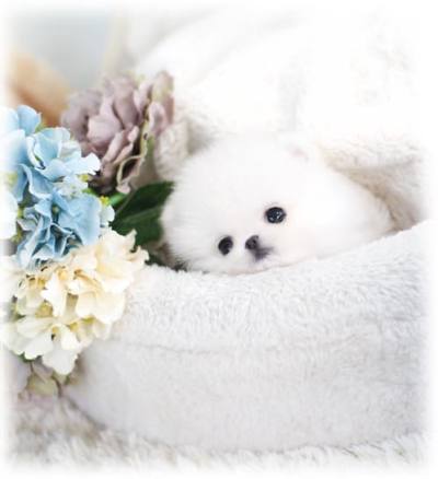 포메라니안 분양