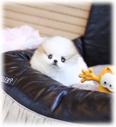 파티 포메라니안 분양