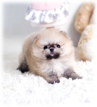 셰이블 포메라니안 분양