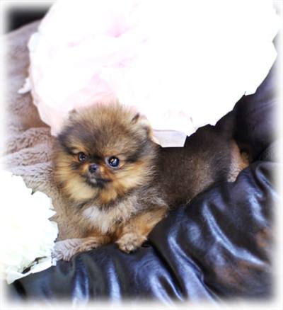 셰이블 포메라니안 분양