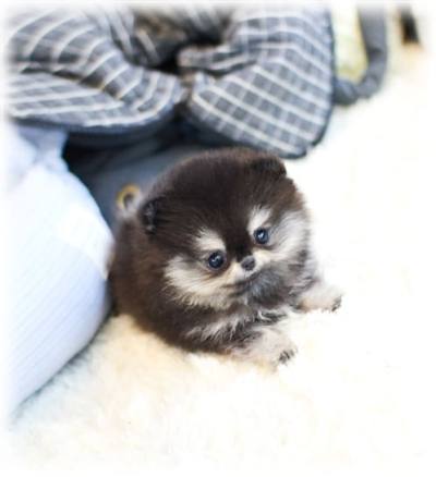 블랙 포메라니안 분양