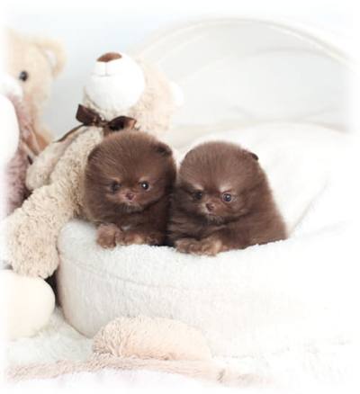 초코탄 포메라니안 분양