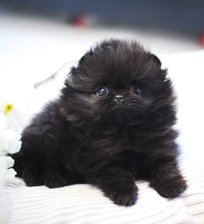 포메라니안 분양