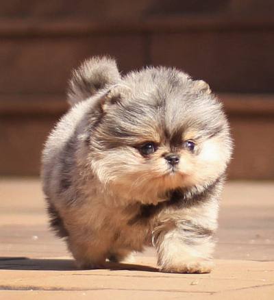 포메라니안 분양