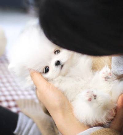 포메라니안 분양