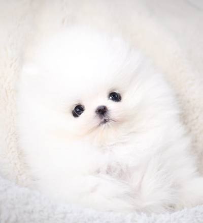 포메라니안 분양