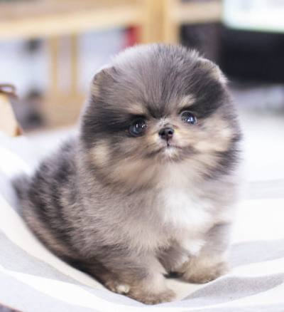 포메라니안 분양