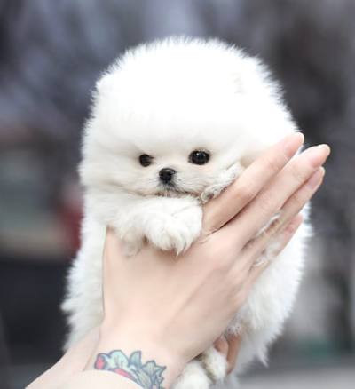 포메라니안 분양