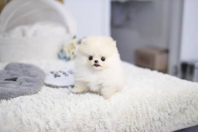 포메라니안 분양