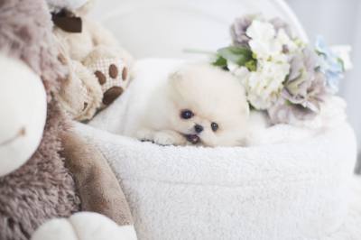 포메라니안 분양