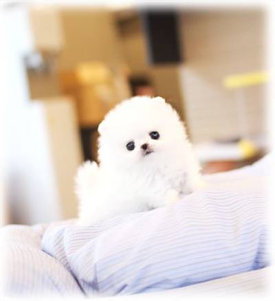 포메라니안 분양