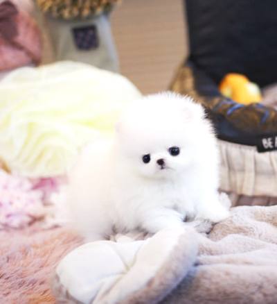 포메라니안 분양