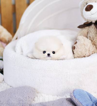 포메라니안 분양