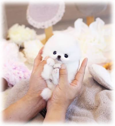 포메라니안 분양