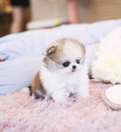 파티 포메라니안 분양