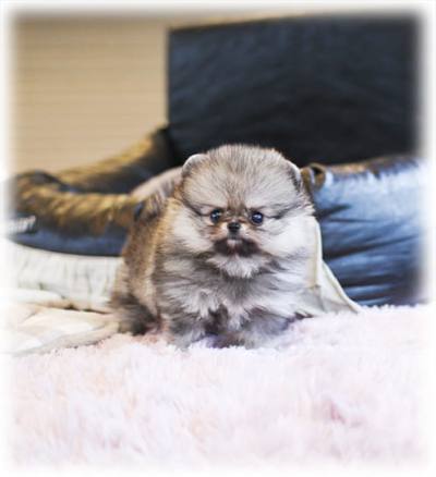 셰이블 포메라니안 분양