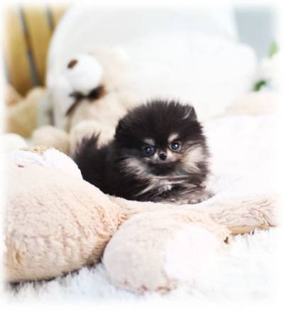 블랙탄 포메라니안 분양