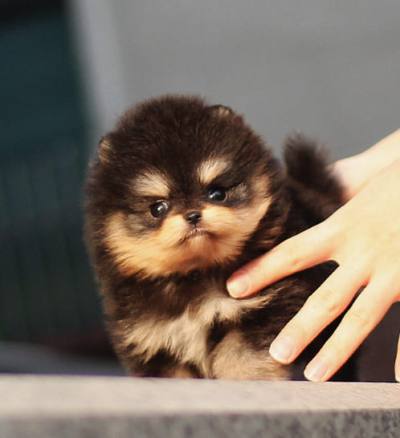 포메라니안 분양