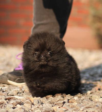 포메라니안 분양