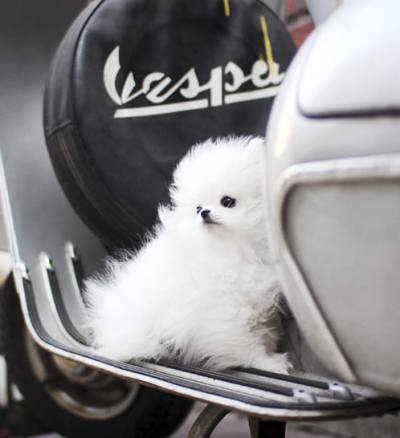 포메라니안 분양