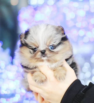 셰이블 포메라니안 분양