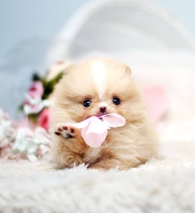 포메라니안 분양