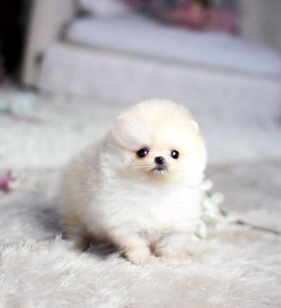 포메라니안 분양